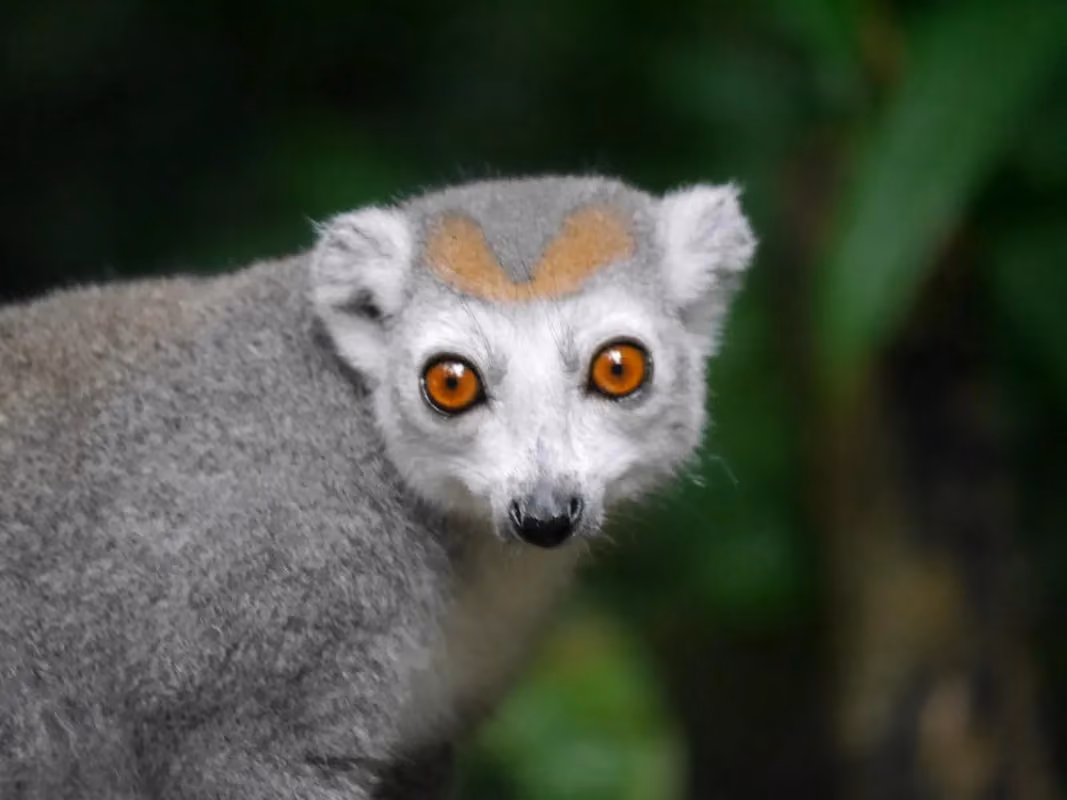 Endemic wildlife inside the tropical forest of Amber Mountain