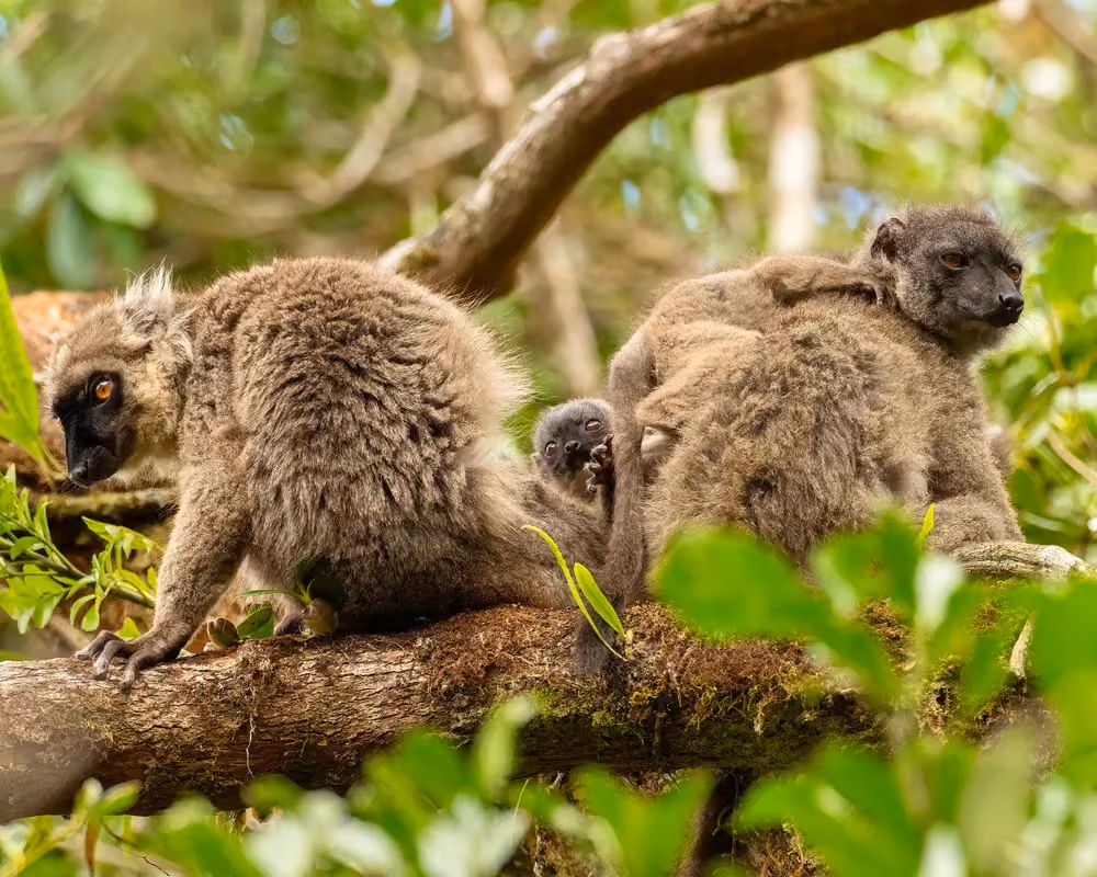 Fauna endemica nella foresta secca di Ankarana