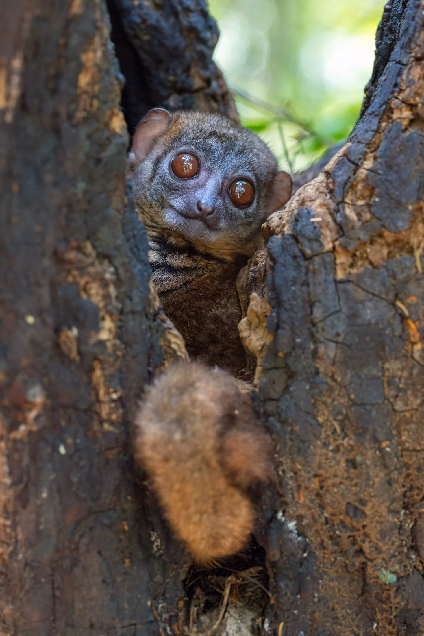 Faune endémique de la forêt primaire de Lokobe