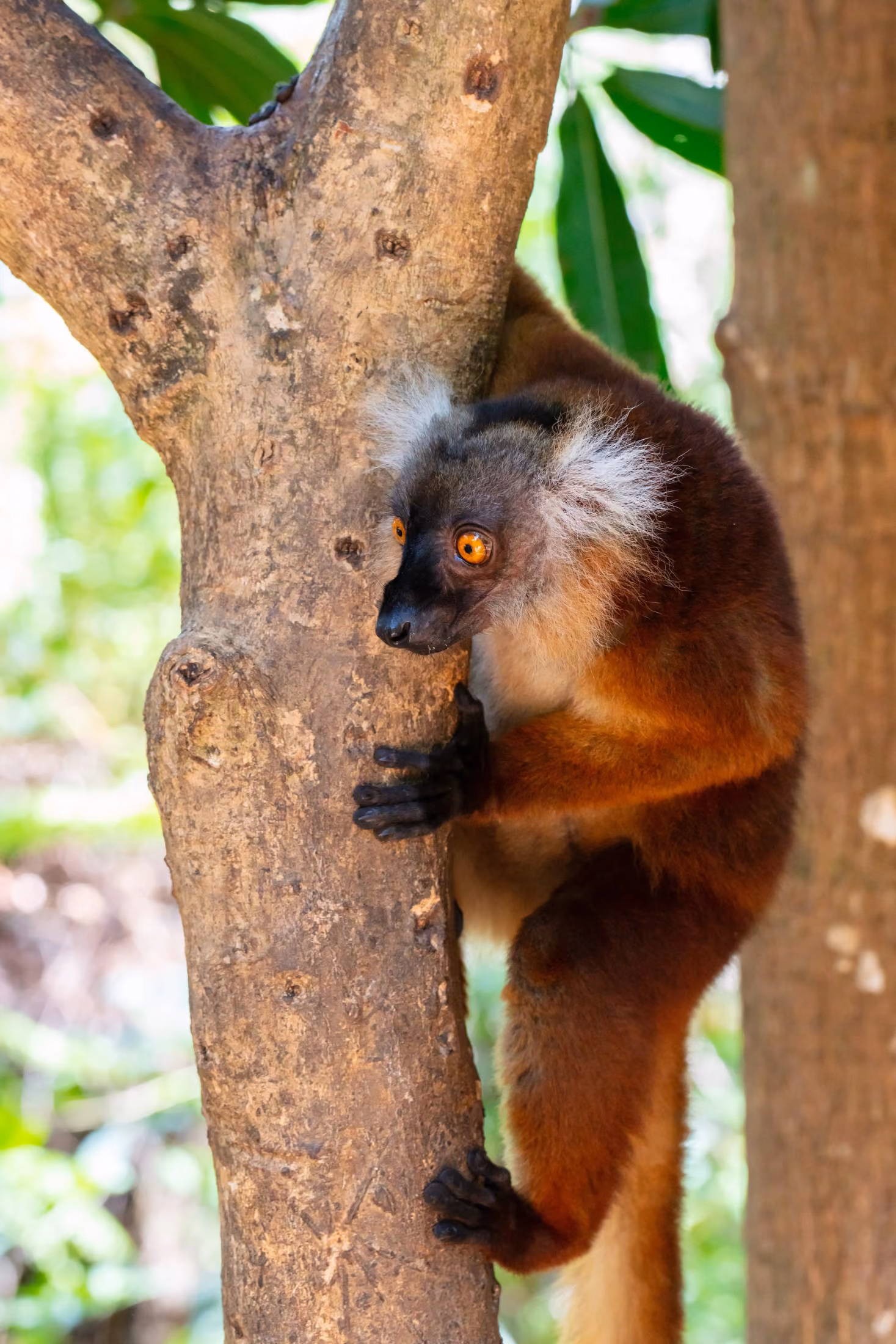 Lemur watching from a branch above the island path