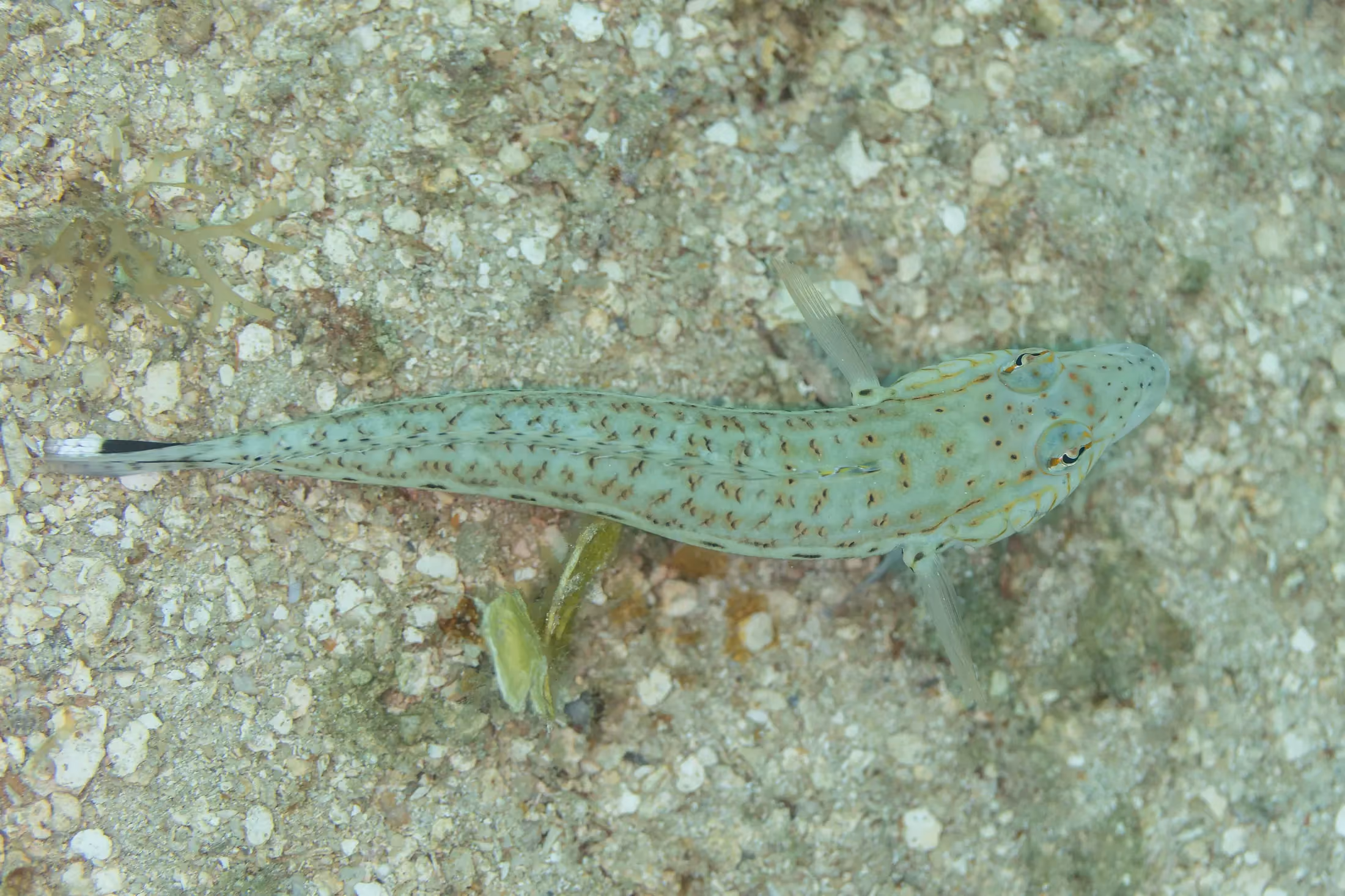 Colourful fish over the coral of Nosy Tanikely