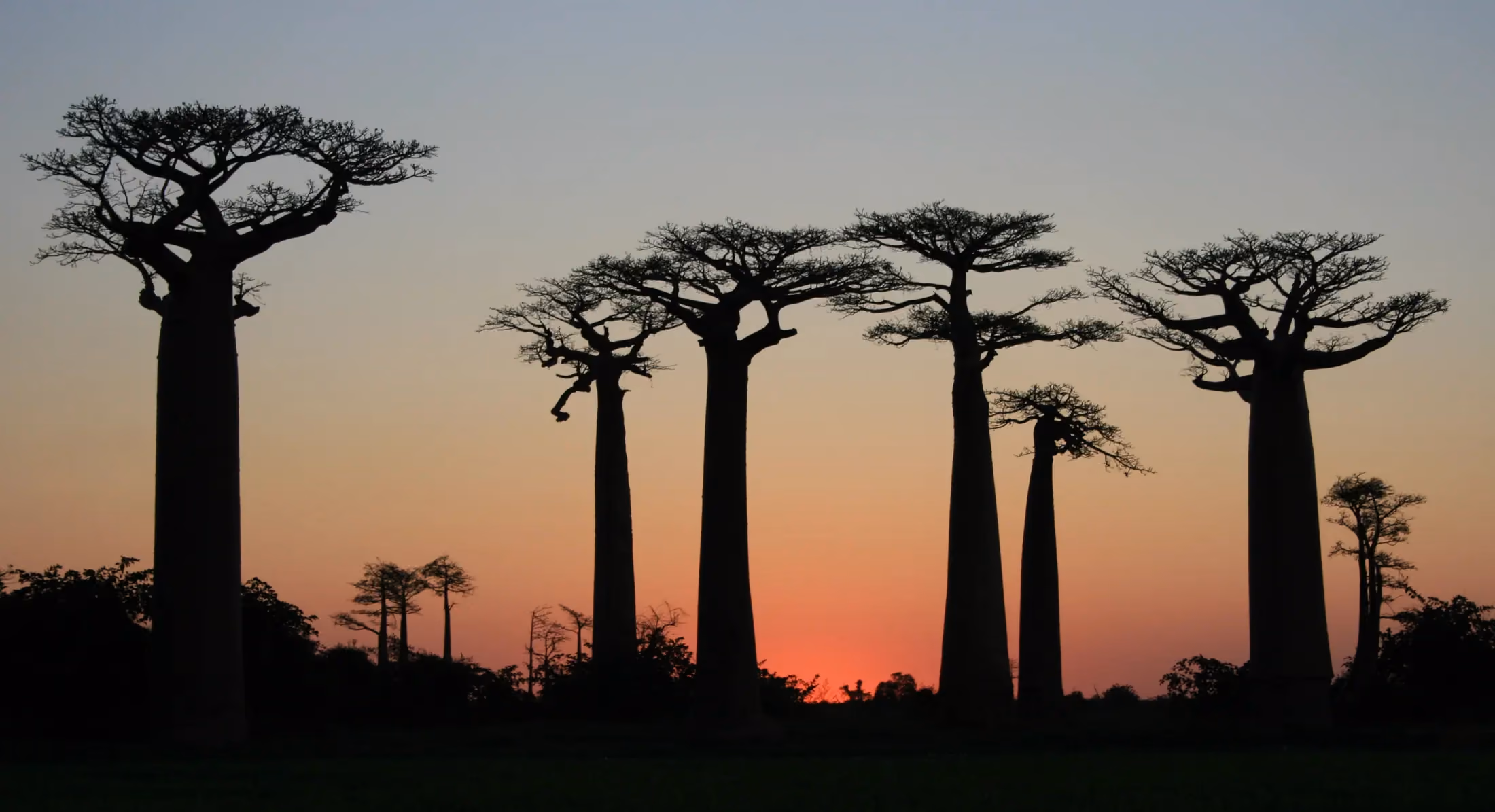Baobabs en silhouette dans un coucher de soleil malgache