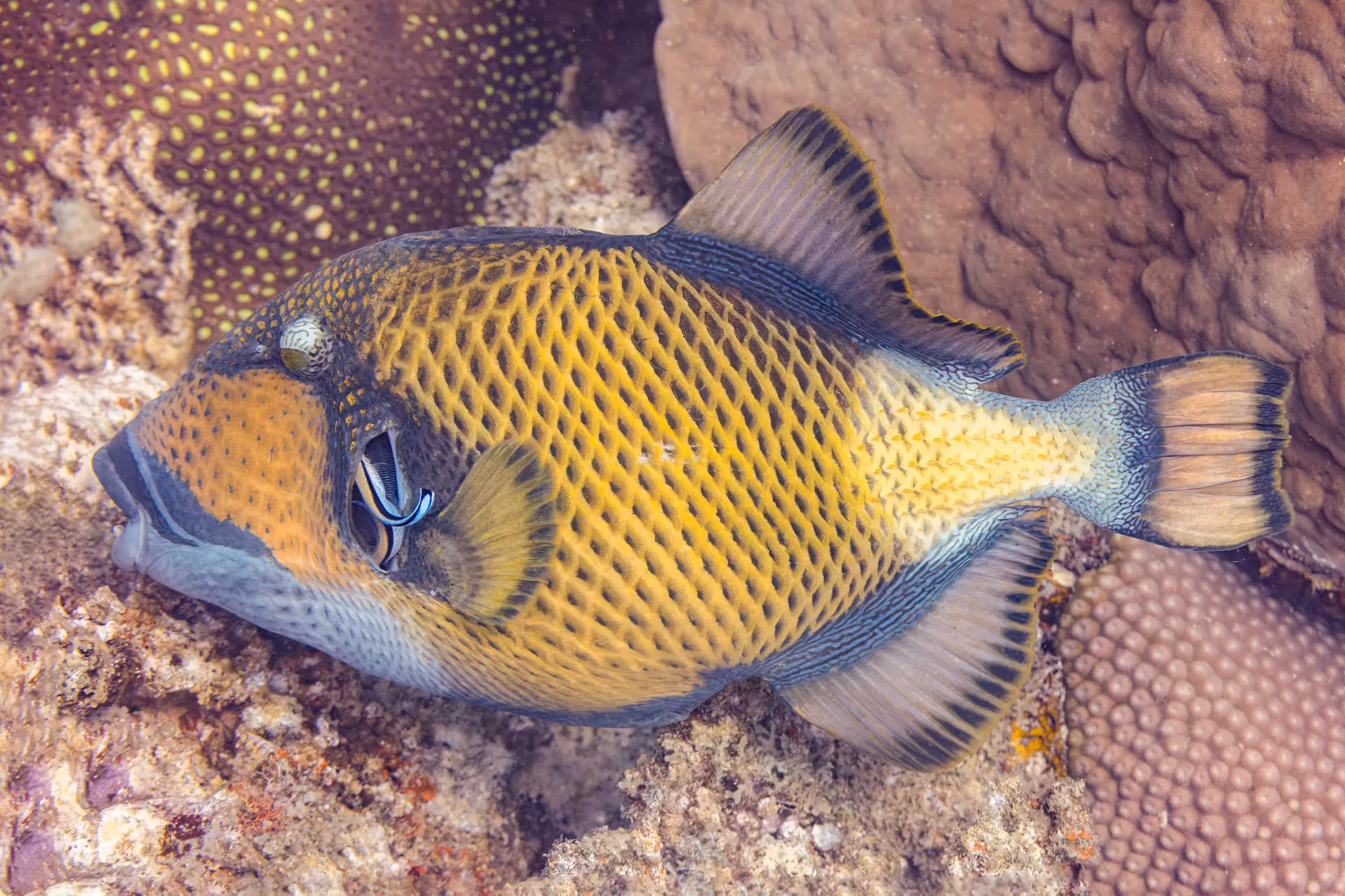 Poissons de récif nageant au-dessus du corail au large de Nosy Sakatia