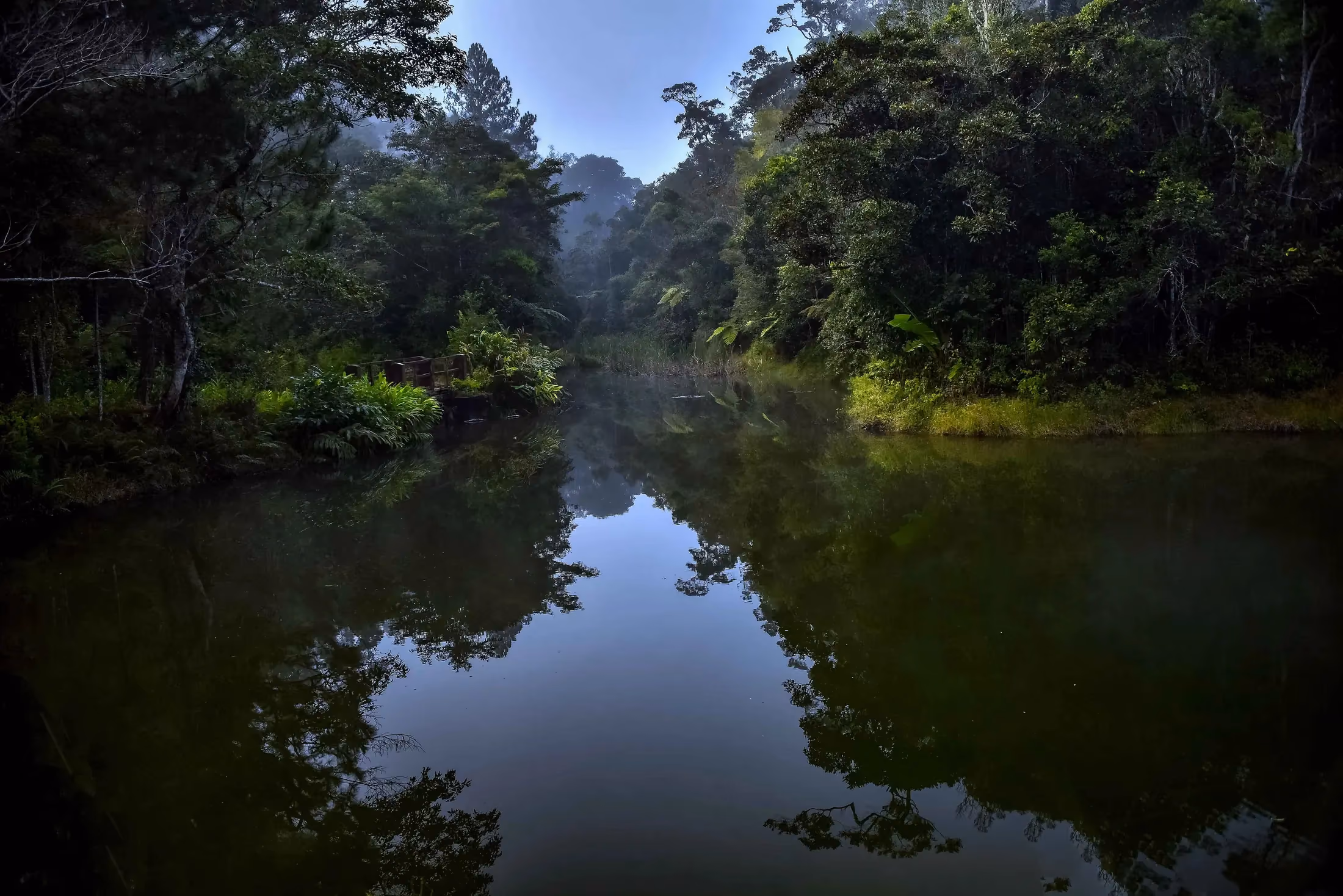 Intérieur verdoyant du parc national d'Andasibe-Mantadia