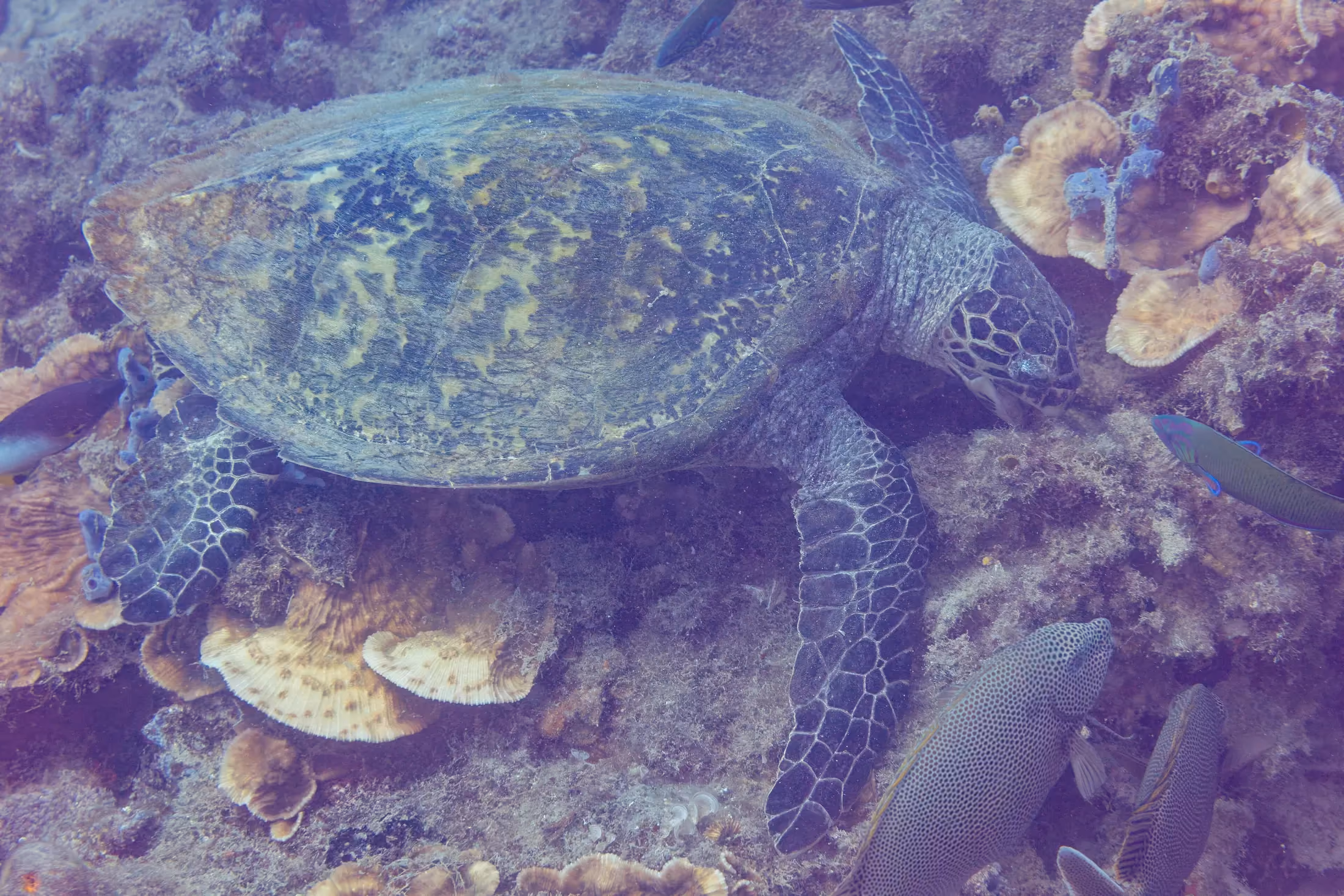 Tortue caouanne glissant au-dessus du récif de Nosy Tanikely