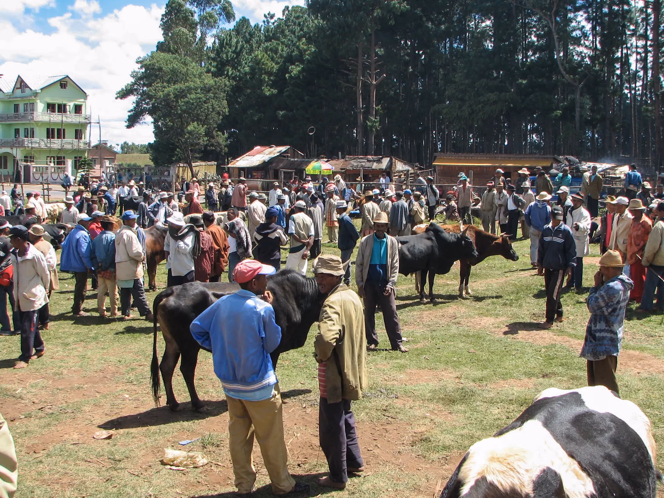 Marché de zébus à Ambalavao dans les hautes terres malgaches