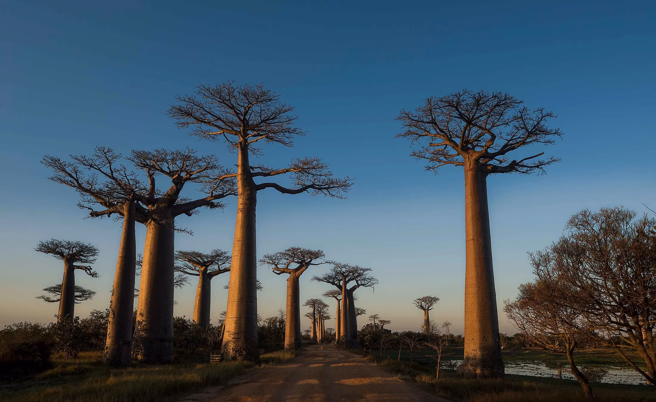 Avenue des Baobabs illuminée en fin de journée