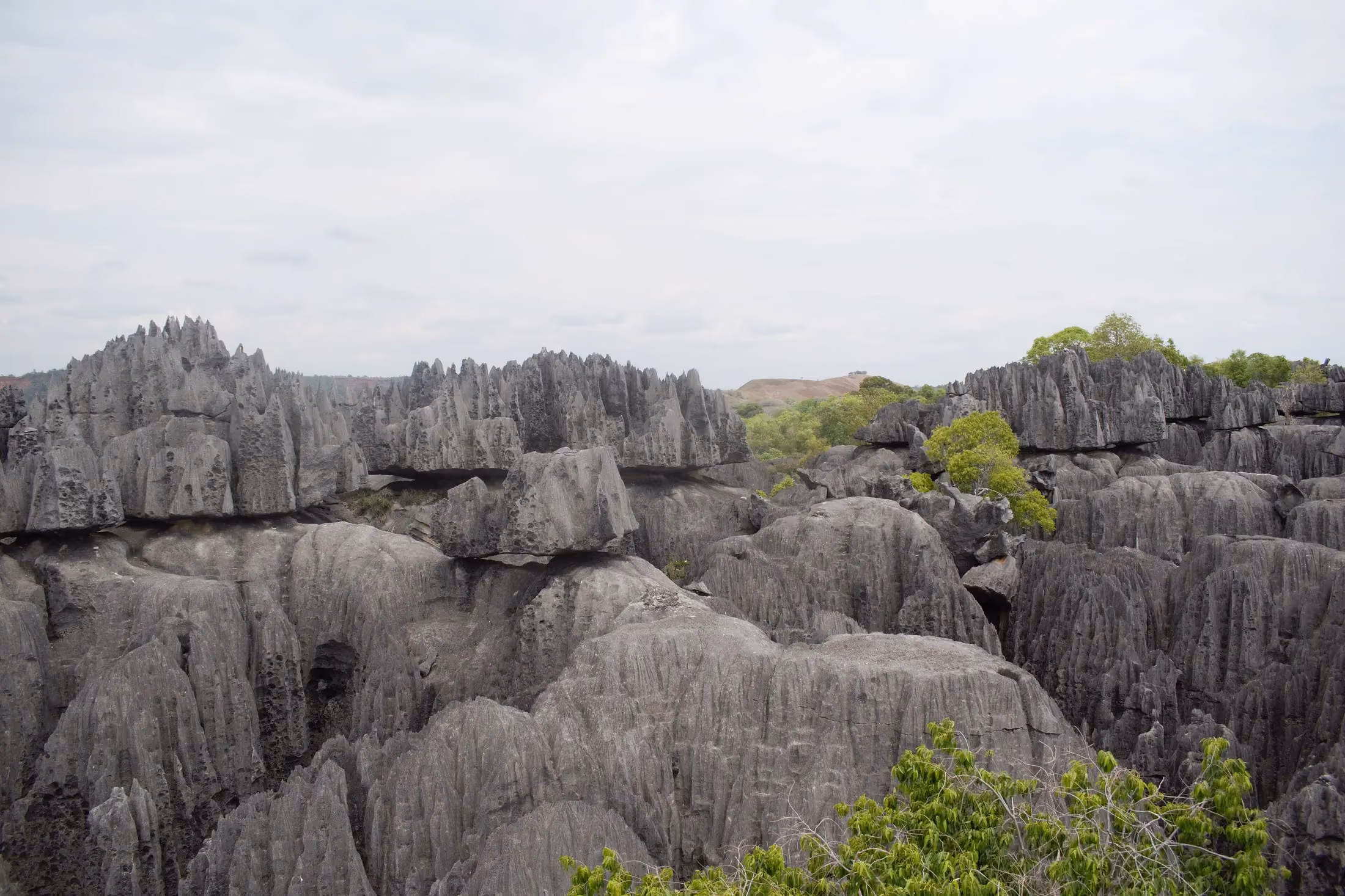 Formations karstiques de calcaire des Tsingy de Bemaraha dans le sud de Madagascar