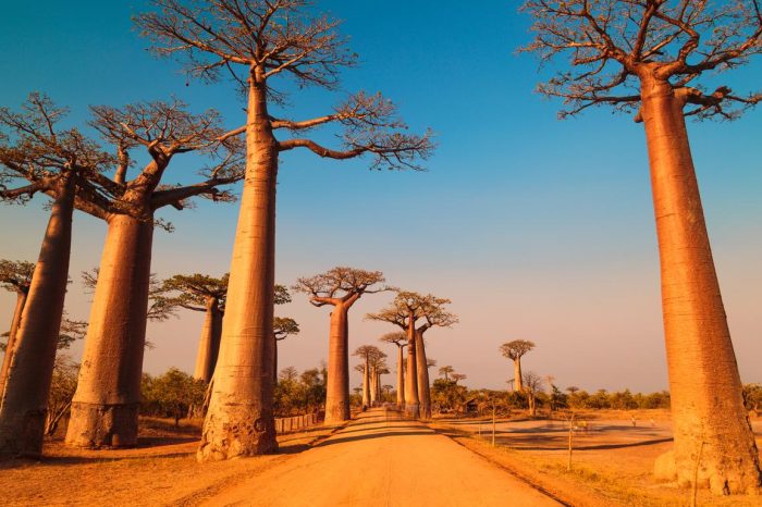 THE WESTERN MADAGASCAR -12D11N